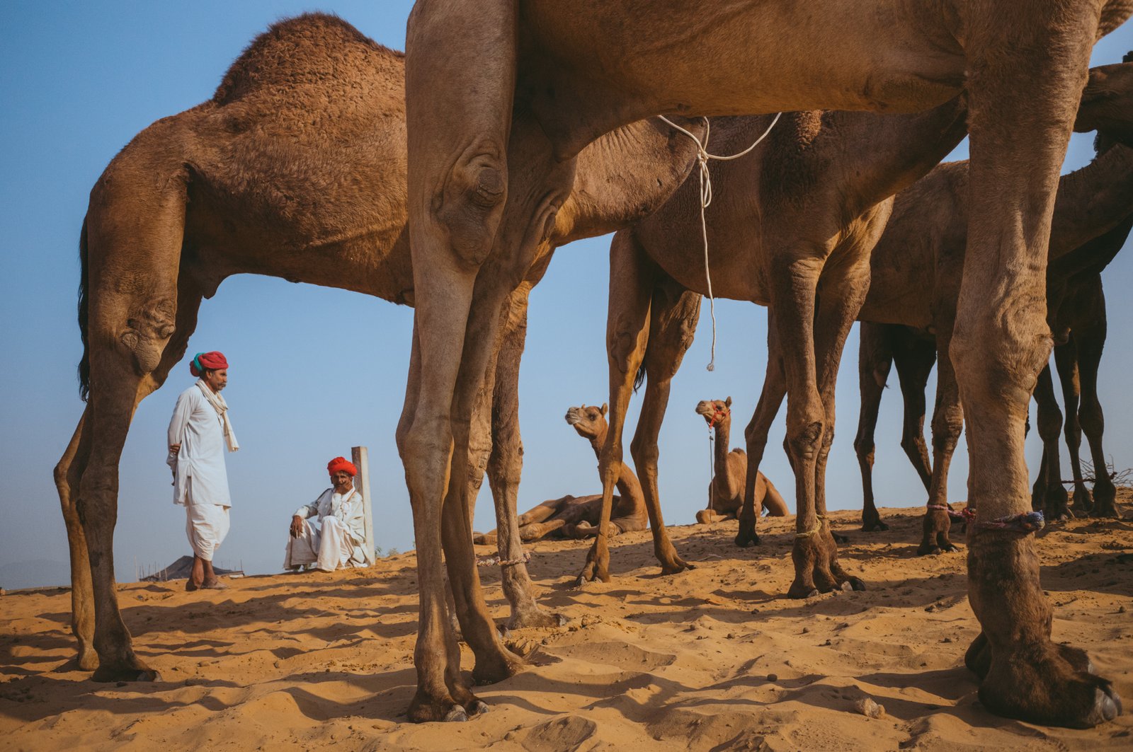 Camel Fair, Pushkar