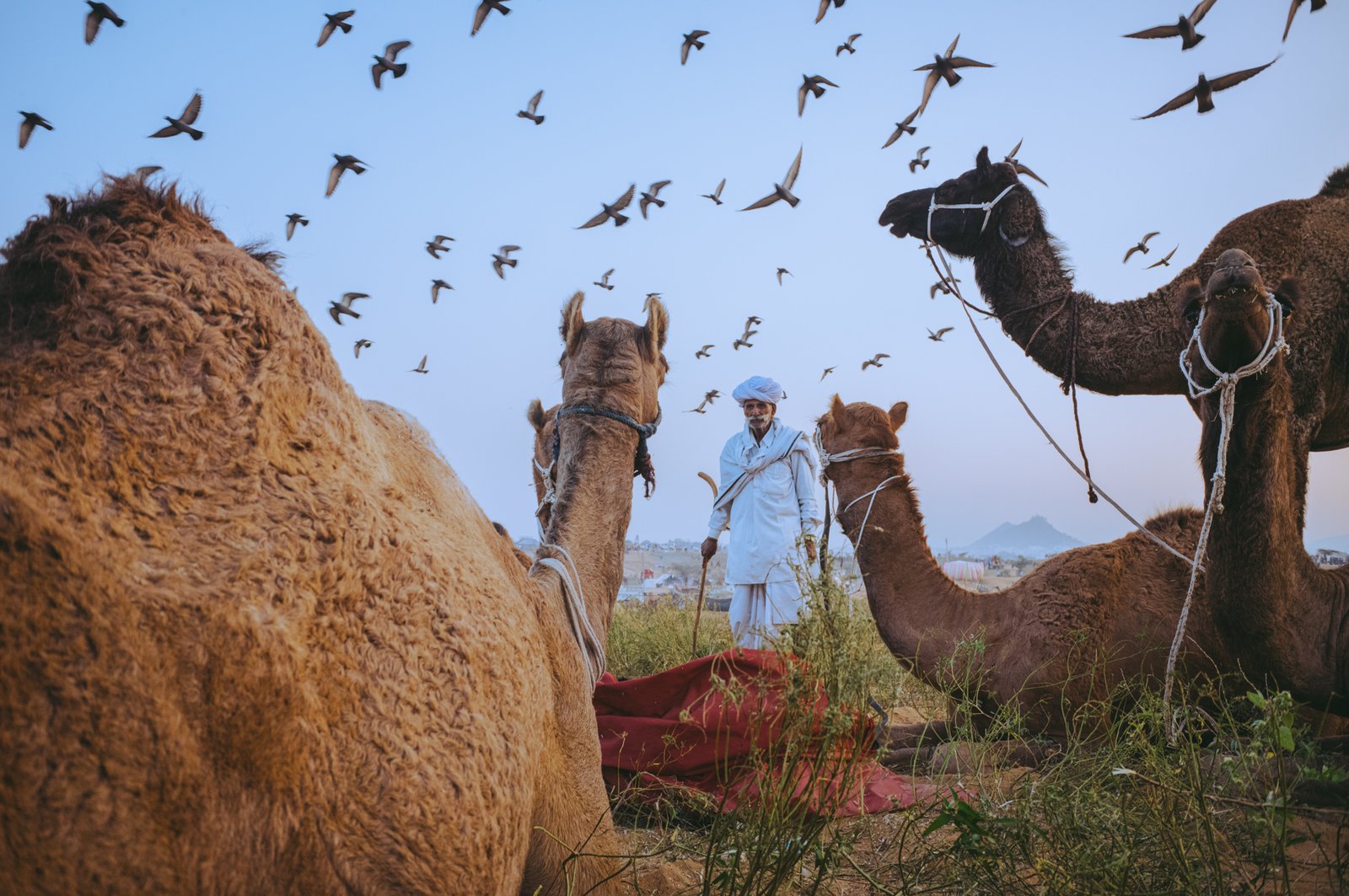 Pushkar Came Fair